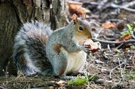 顔面が「異様な突起」に覆われたリス...「触手の生えたウサギ」に続いて衝撃写真が続々、正体は？