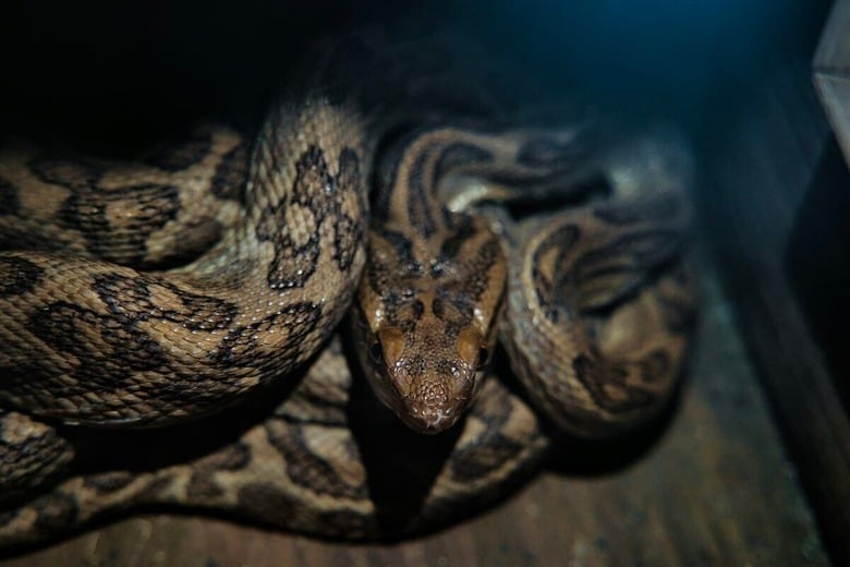逃げ出したアルビノニシキヘビ、勇敢な住民が捕まえるまで（写真はイメージです）　Yoshihiro-Unsplash