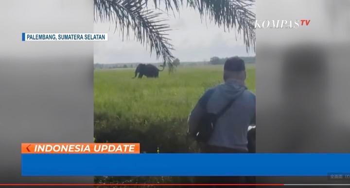スマトラゾウが兵士を踏みつけて死亡させた事件現場　KOMPASTV / YouTube