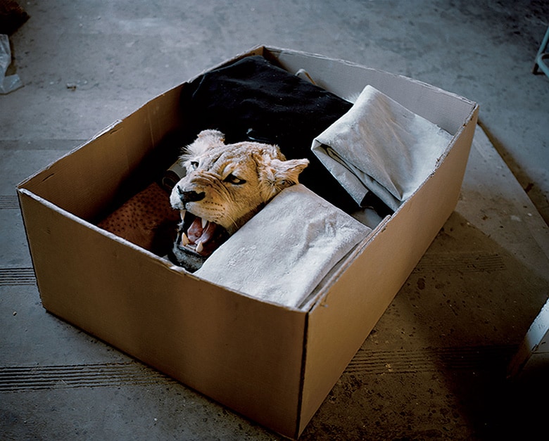 pplions11.jpg