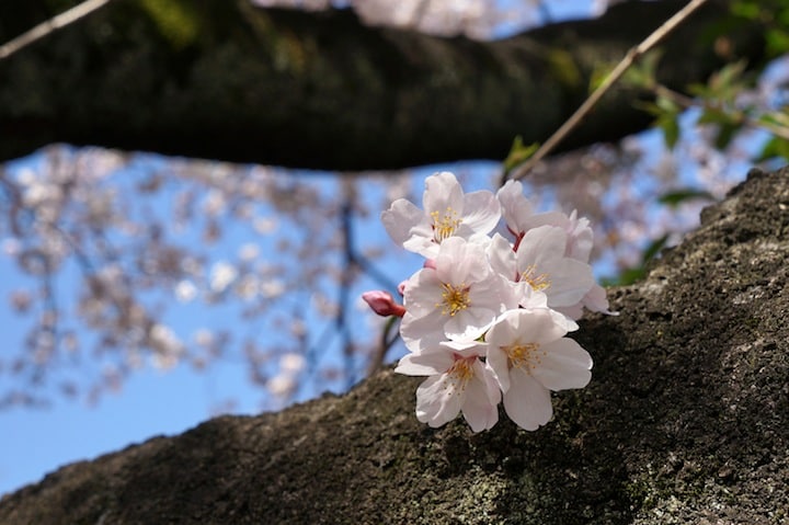 韓国では日本のソメイヨシノ（写真）と済州島に自生する「王桜」が同種とする「韓国起源説」が主張されてきた　撮影：内村コースケ