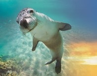 最高にファビュラスな海洋生物たち「ファブ・ファイブ」とは？...5種類の「海のアイドル」に未来は託された