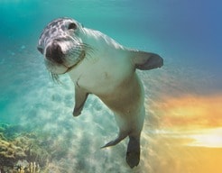 最高にファビュラスな海洋生物たち「ファブ・ファイブ」とは？...5種類の「海のアイドル」に未来は託された