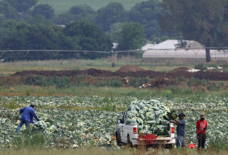 写真は27日、南アフリカのプレトリア東部の農場で撮影。 REUTERS/Siphiwe Sibeko