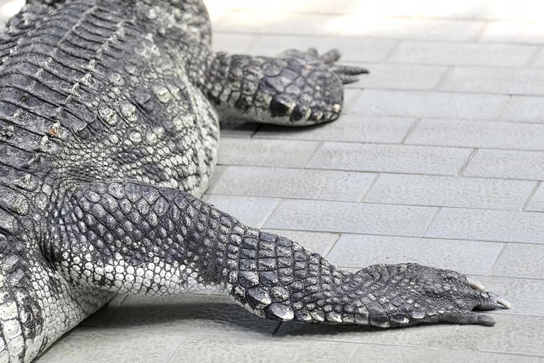 （写真はイメージです）　speedphoto-Shutterstock