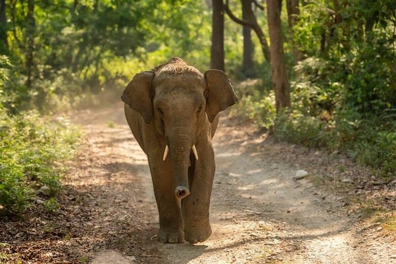 インドではゾウによる被害が相次いでいる（写真はイメージ）　Sourabh Bharti-shutterstock