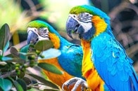 「信じられない...」何年間もネグレクトされ、「異様な形」に育ったオウムの姿と「回復まで」にSNS涙