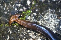 半月形の頭部を持つヘビ？　切断しても再生し、両方生き続ける生物が米国で話題に