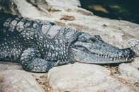 3人の子を持つ母親、ワニに襲われ死亡...遺体は損傷した状態で発見