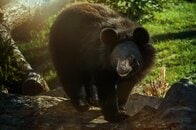 「新聞配達中に突然クマが襲ってきた」…住宅街にも潜む危険、秋田の現場で何が起きているのか