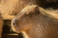 【クイズ】世界で1番「カピバラ」が多く生息しているのは、どの地域？