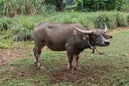 供物となる水牛が暴れ出し、男性を角で突き殺す…その様子を捉えた動画がネットで拡散される
