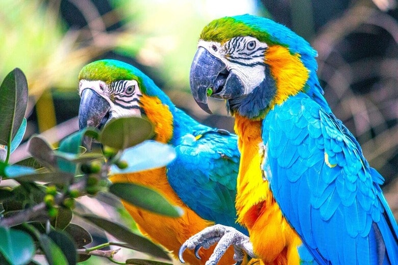 （画像はイメージです）コンゴウインコ　Daniel Sinoca-Unsplash