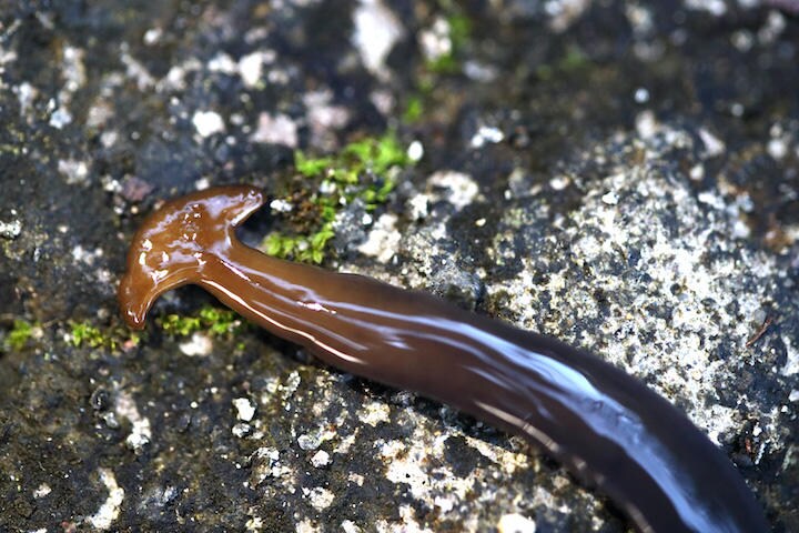 クロイロコウガイビルの頭部     根川孝太郎-wikimedia CC BY-SA 4.0