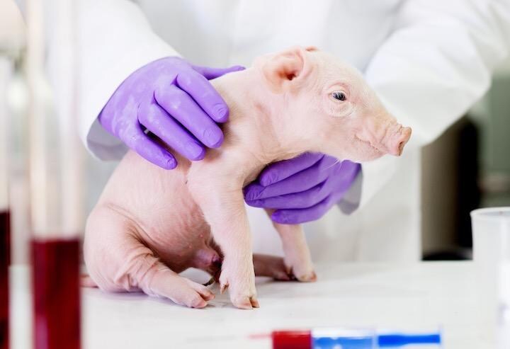 体外循環システムを脳につないで細胞死を減らす　dusanpetkovic -Youtube