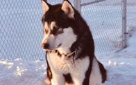 「ドナルド・トランプ」という名の犬の悲劇