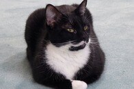 優しかった隣人がつないだ縁...娘の親友になった子猫との出会い、そして別れ