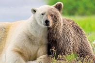 温暖化で新種のクマが誕生？──実は喜ばしくない理由とは