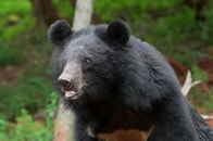 ショー中にクマが調教師を襲撃、観客騒然...中国のサファリパークで撮影された「衝撃映像」が話題に