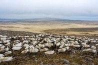 「アラスカ野生生物保護区」内での資源開発、米政府が具体的措置を発表...環境保護か経済的利益か