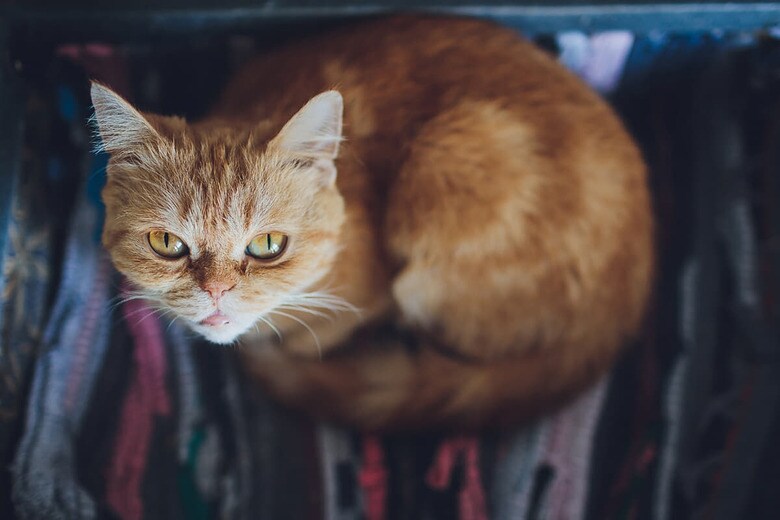 （写真はイメージです）　Vershinin89-Shutterstock