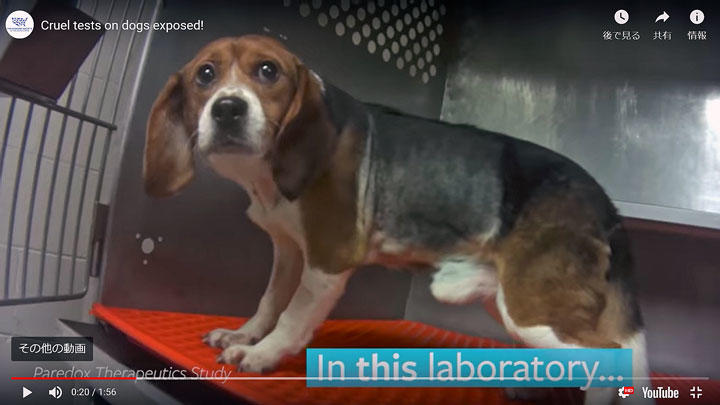 実験動物にされたビーグルは檻に入れられ恐怖の日々を送っている　The Human Society of the United States/YOUTUBE