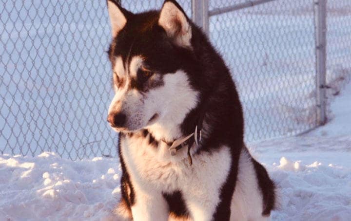 飼い主がネットにアップした「ドナルド」の写真。「隣人に4発撃たれて死んだ」との不正確な記述が復讐コールを巻き起こした　GoFundMe