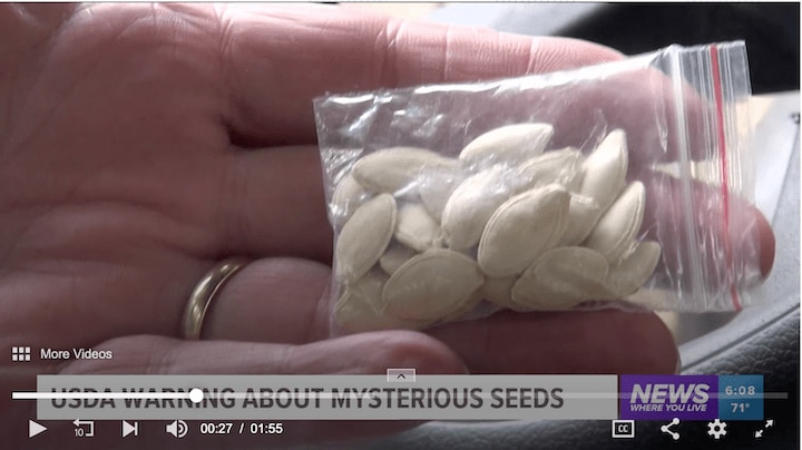 中国から送られてきたのが何の種か知りたくて播いてみたら　Bailey Devane-5 NEWS