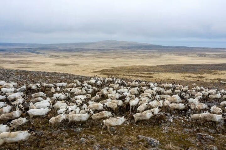 １０月２３日、米政府は２３日、トランプ大統領の指示に基づくアラスカ州北東部の野生生物保護区におけるエネルギー資源開発とインフラ整備の再開に向けた具体的な措置を発表した。写真はトナカイの群れ。２０２１年５月、アラスカ州セントジョージ島で撮影（２０２５年　ロイター/Nathan Howard）