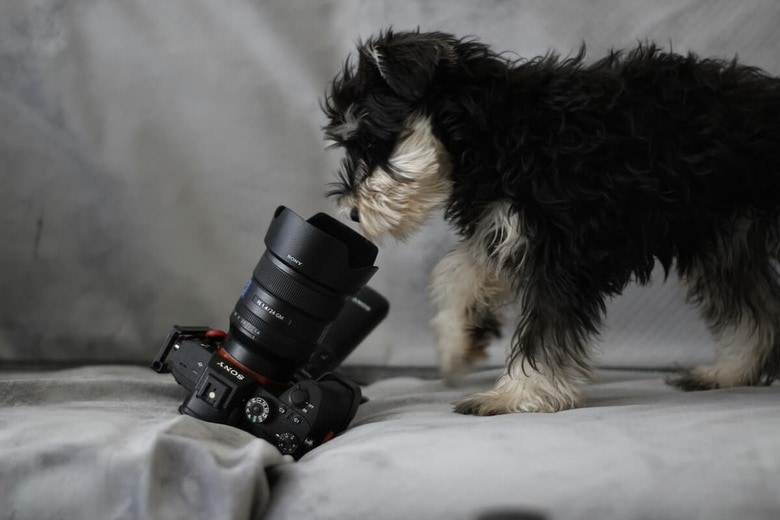 モデル級の笑顔を見せる犬（写真はイメージです）　Hkyu Wu-Unsplash