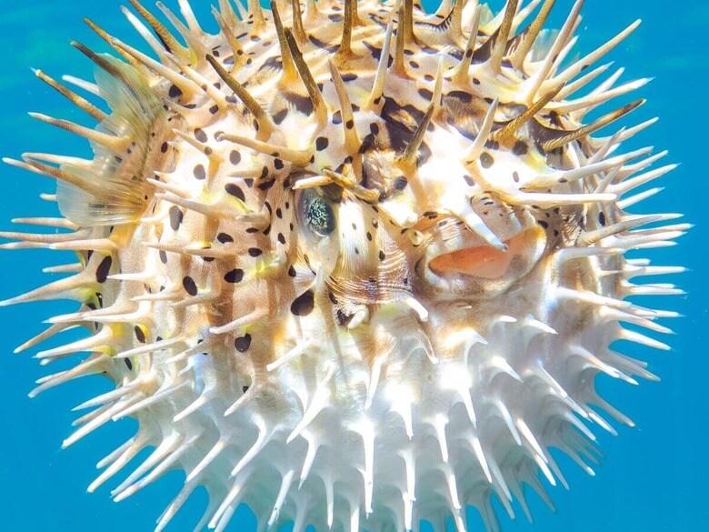 魚の痛そうなとげとげを余さず活用　d3_plus-shutterstock