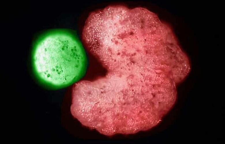 自己複製する生体ロボット「ゼノボット3」　Douglas Blackiston