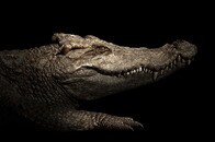 巨大ワニが家の外壁をよじ登ろうとするフロリダの夜...失敗重ねる姿に「酔ってる？」とネットの声