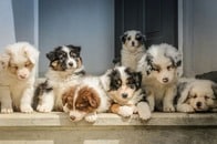 育児に疲れた母犬、代わりにまさかのべビーシッターが...自分より大きい子犬ぎゅうぎゅうが可愛すぎ