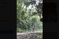 【写真】なぜ「人間の歯」が？ 「不気味すぎ」「話題作り」と話題になった歌手ロードの謎のSNS投稿写真