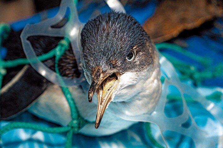 海洋ごみのプラスチックネットに閉じ込められたペンギン