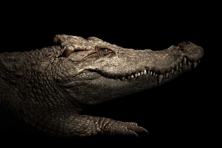 （写真はイメージです）　anankkml-iStock