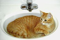 家の中で行方不明になった猫、ありえない場所にいた...事態を知った飼い主呆然