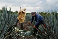 メキシコでテキーラ原料のアガベ不足が深刻化　世界的人気が裏目に
