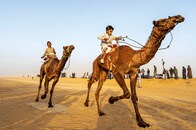 少年騎手が駆ける──エジプト・シナイで伝統のラクダレース開催