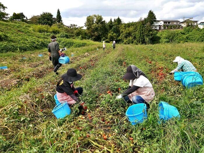 生活クラブ組合員によるトマト収穫の様子