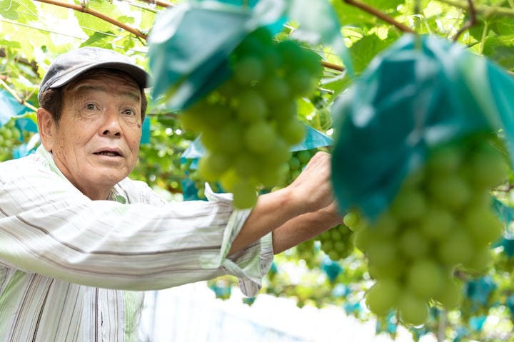 韓国が輸出したブドウの70%は、日本のシャインマスカットだった　（写真はイメージ）kumikomini-iStock