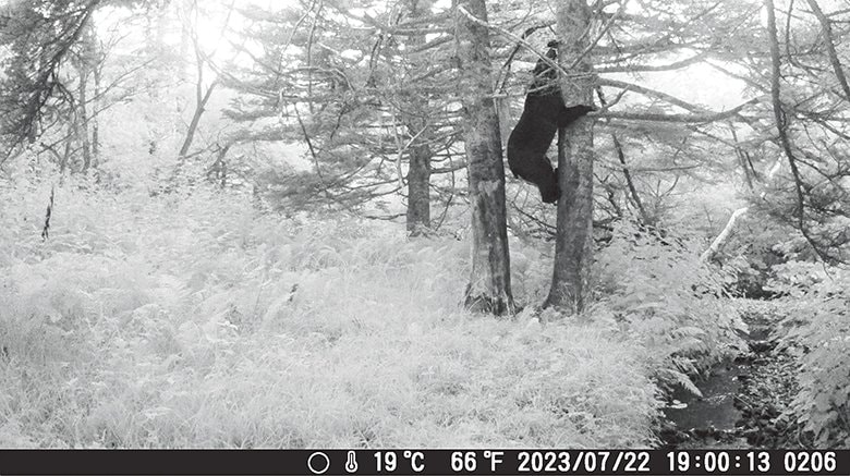 【見えない隣人】  森の縁に設置したトレイルカメラには、ヒグマの日常が記録されていた。人間の生活圏と重なり合う移動も森の中の行動と同様、彼らの営みの一部である。人間が森に入った痕跡にも彼らはすぐに反応し、街の様子をうかがう姿も写っているが、その行動の多くは人間側からは把握されにくい