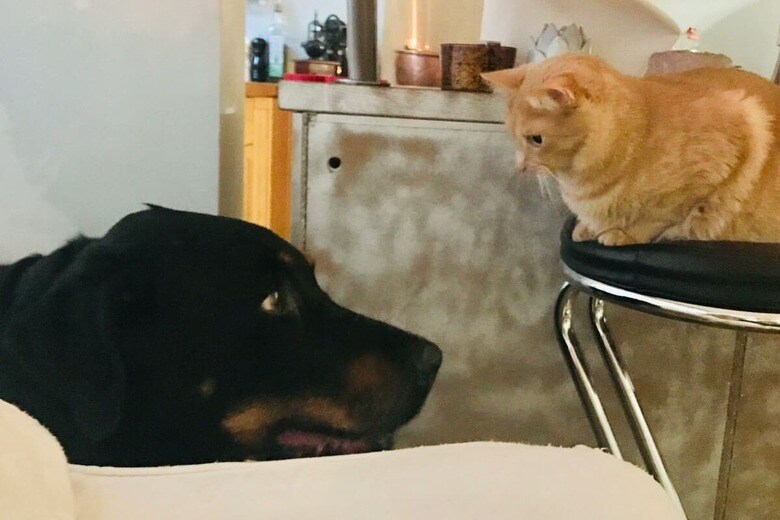 猫と犬は仲良しになれる？　（写真はイメージです）　Lynda B-Unsplash