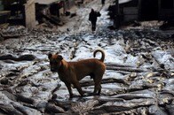 「犬を殺せば賞金」「公園散歩は犯罪」、イスラム教で嫌われる犬たちに変化の時が