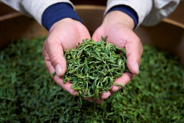 「闘茶師の一撃 柚子緑茶ハイボール」には牧之原市の牧原草人という釜炒り茶が使われている