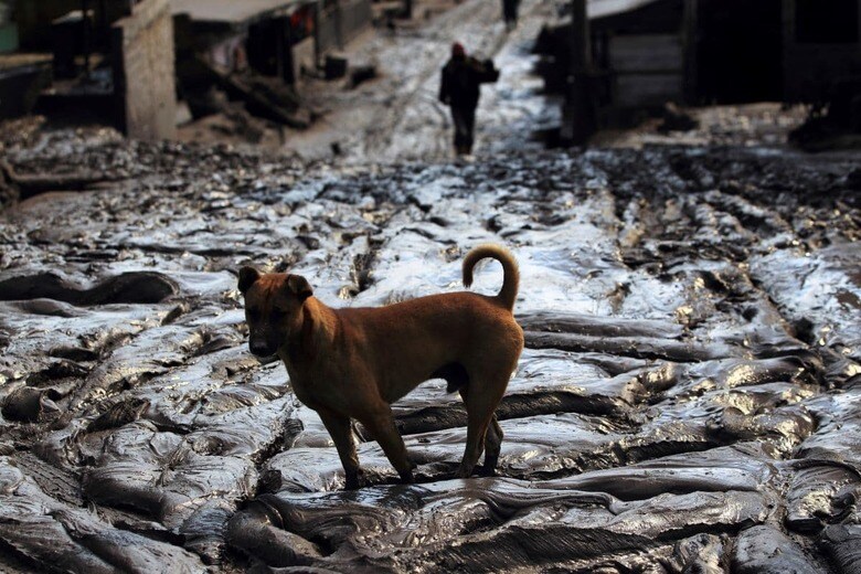 インドネシア、北スマトラのシナブン火山の噴火で被災した街を歩く犬（2014年1月）　Beawiharta-Reuters