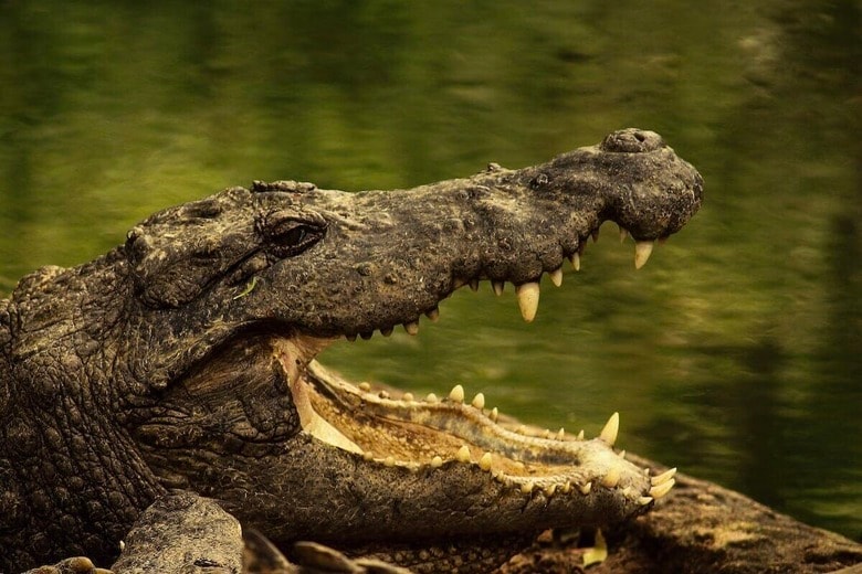 日課の川泳ぎが悲劇に...インドで59歳男性がワニに襲われ死亡（写真はイメージです）　Ankur Dutta-Unsplash