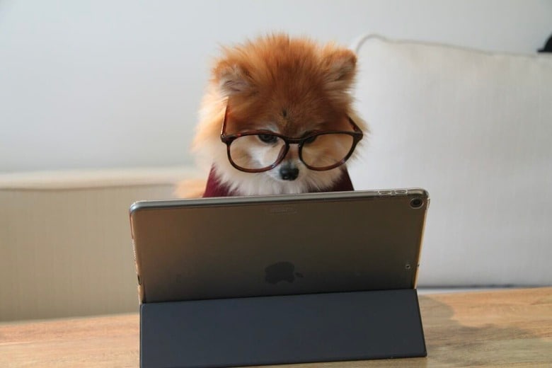 すごいワン...名前を言われれば、どのおもちゃか分かる「天才犬」　Cookie the Pom-Unsplash
