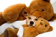犬も退屈は苦痛です──刺激が少ないと脳が縮むと研究結果